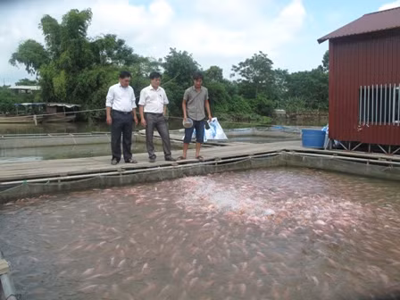 'Chìm nổi' nghề nuôi cá lồng ảnh 1