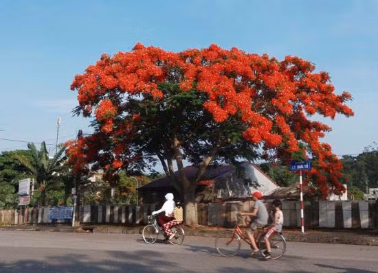 Những hình ảnh đẹp đến bất ngờ của thành phố Cảng ảnh 4