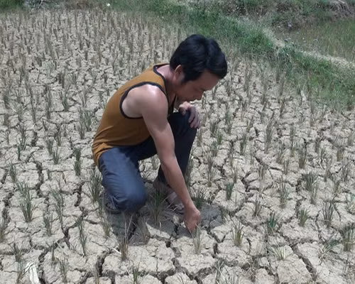 Nông dân lao đao vì nắng hạn ảnh 1