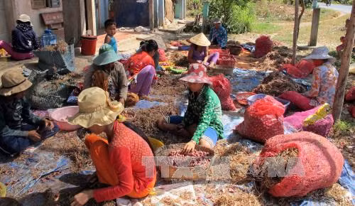Phản hồi tin nhiều người dân vùng trồng hành tím ở Sóc Trăng bị mù lòa ảnh 1