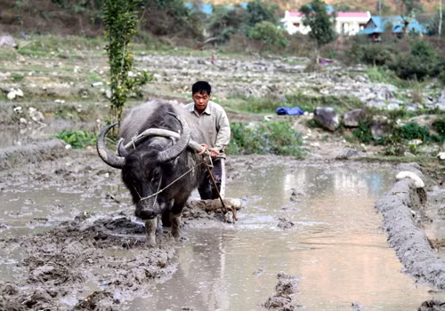 Loay hoay thoát nghèo ở Nậm Củm ảnh 1