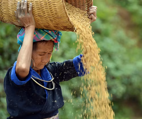 Quyến rũ ruộng bậc thang Mù Cang Chải ảnh 1