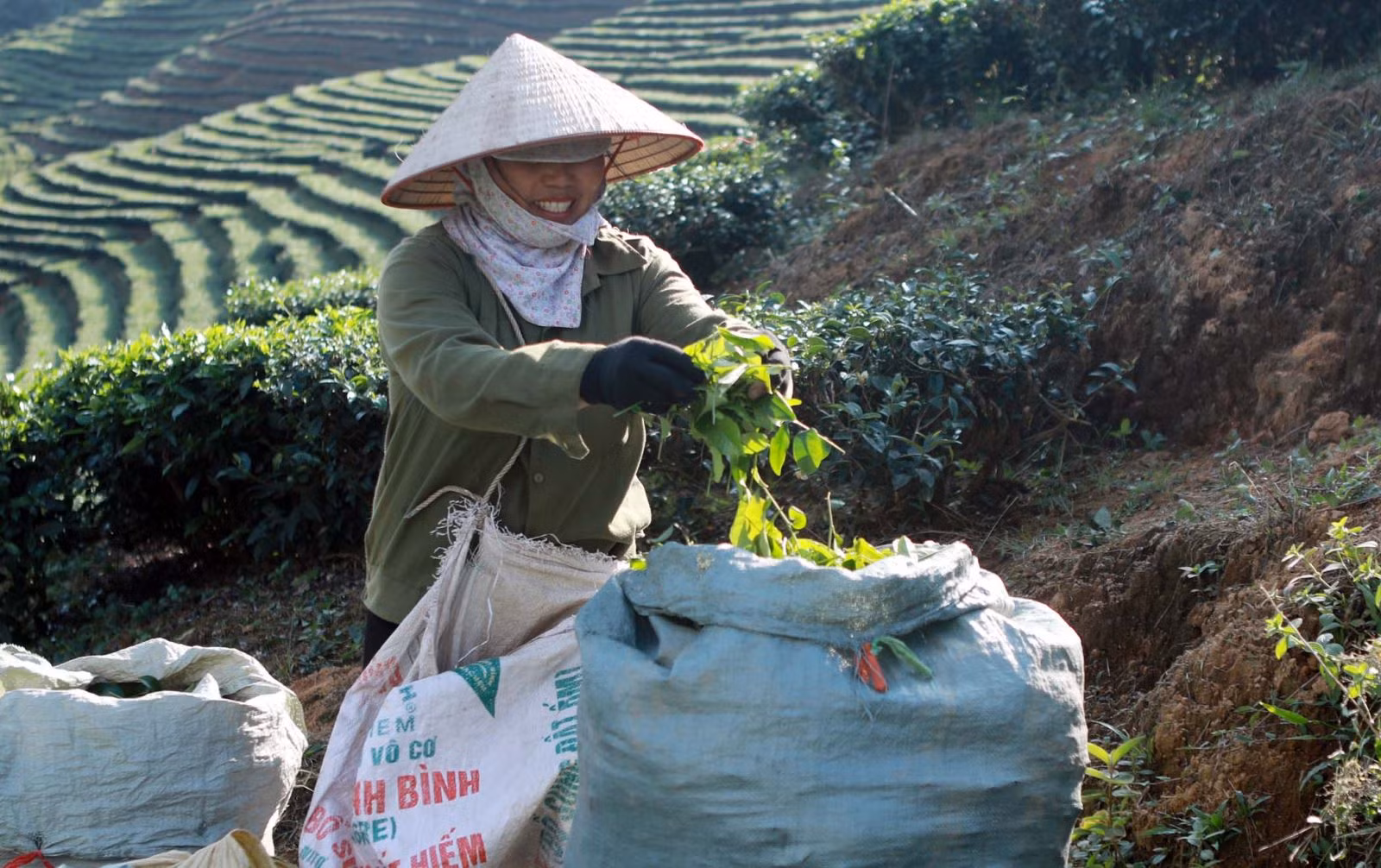 Chú thích ảnh