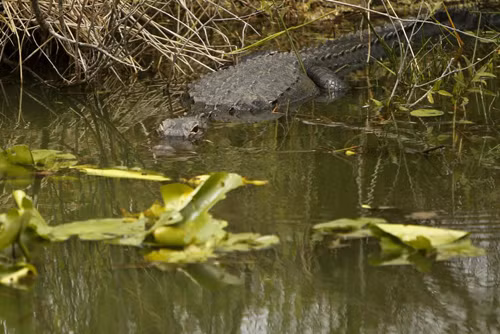 Tổng thống Obama thăm Vườn quốc gia Everglades ảnh 5