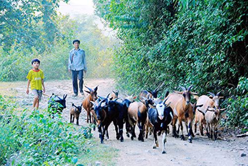 Bí thư chi bộ làm kinh tế giỏi ảnh 1