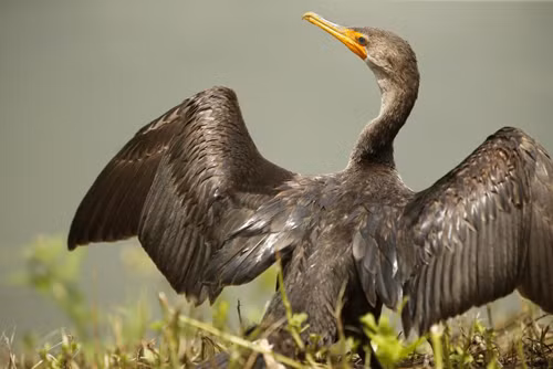 Tổng thống Obama thăm Vườn quốc gia Everglades ảnh 8
