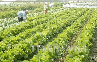 Hà Nội quy hoạch Mê Linh thành đô thị xanh, đô thị hoa ảnh 1