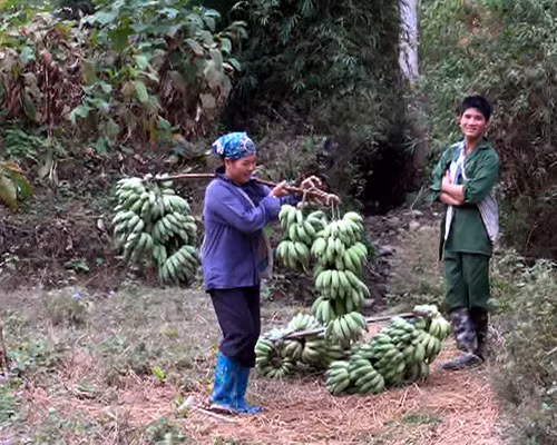 “Phất lên” nhờ chuối tây ảnh 1