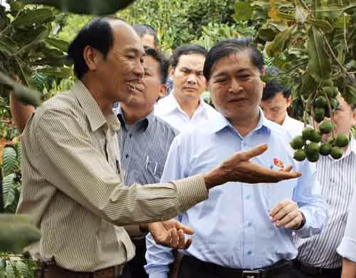 Khảo cứu cây mắc ca trước khi phát triển mở rộng ảnh 1
