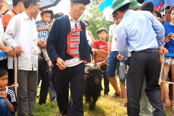 Lần đầu tiên có chọi dê tại Hà Nội ảnh 2