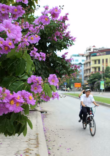 Bằng lăng tím trời Hà Nội ảnh 14