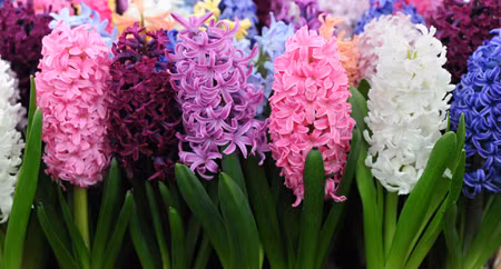 Triển lãm hoa Chelsea tại Anh ảnh 2