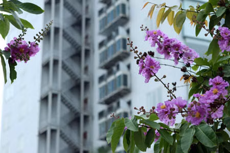 Bằng lăng tím trời Hà Nội ảnh 10