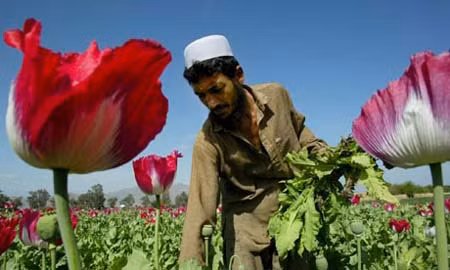 Taliban bất ngờ triệt phá cây thuốc phiện ảnh 1