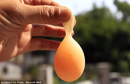 Trứng gà có... đuôi ảnh 2