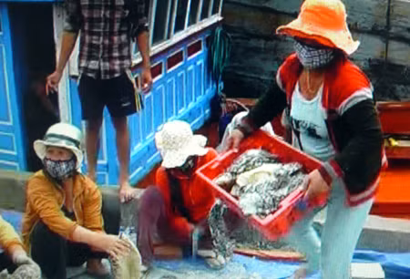 Ngư dân Lý Sơn (Quảng Ngãi) trúng đậm hải sâm ảnh 1