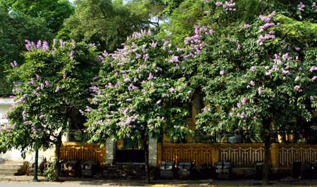 Bằng lăng tím trời Hà Nội ảnh 8
