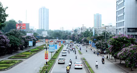 Bằng lăng tím trời Hà Nội ảnh 12