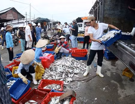 Tăng cường hỗ trợ giảm tổn thất sau thu hoạch thủy sản ảnh 1