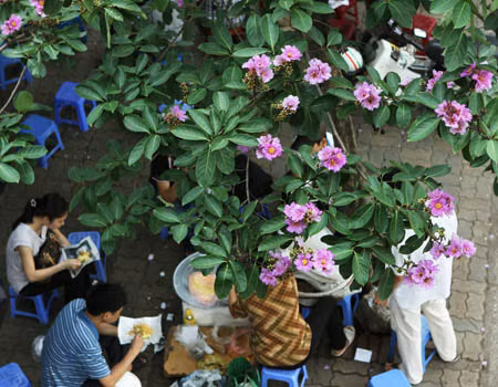 Bằng lăng tím trời Hà Nội ảnh 6