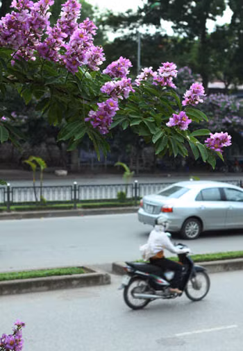 Bằng lăng tím trời Hà Nội ảnh 11