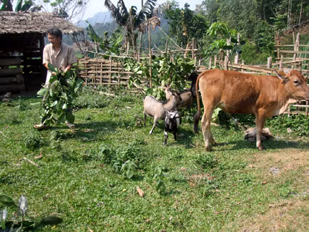 Mô hình hiệu quả giúp đồng bào vùng cao Tuyên Quang thoát nghèo ảnh 1