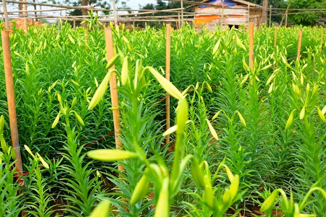 Những ngón tay thon của tháng Tư đón gió mát mùa hè ảnh 5