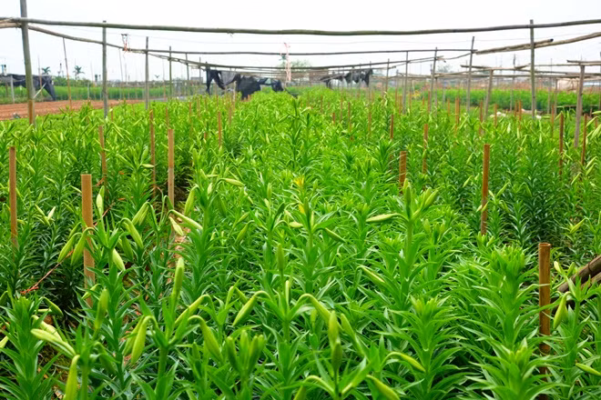 Những ngón tay thon của tháng Tư đón gió mát mùa hè ảnh 4