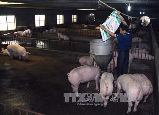 Bộ Nông nghiệp và Phát triển nông thôn chỉ đạo hỗ trợ tiêu thụ thịt lợn ảnh 1