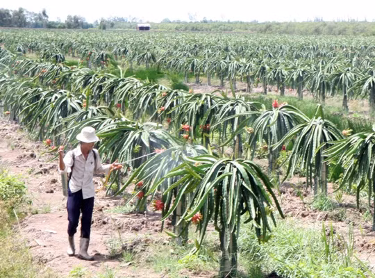 Liên kết để khai thác tiềm năng đồng bằng sông Cửu Long ảnh 1