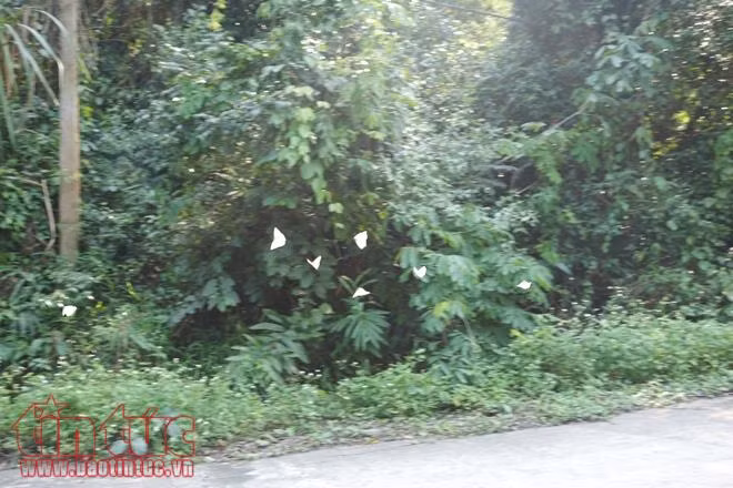 Ngỡ ngàng mùa bướm ở rừng Cúc Phương ảnh 5