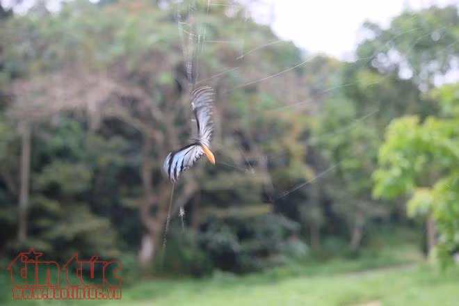 Ngỡ ngàng mùa bướm ở rừng Cúc Phương ảnh 8