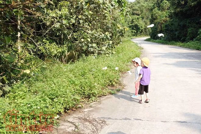 Ngỡ ngàng mùa bướm ở rừng Cúc Phương ảnh 7