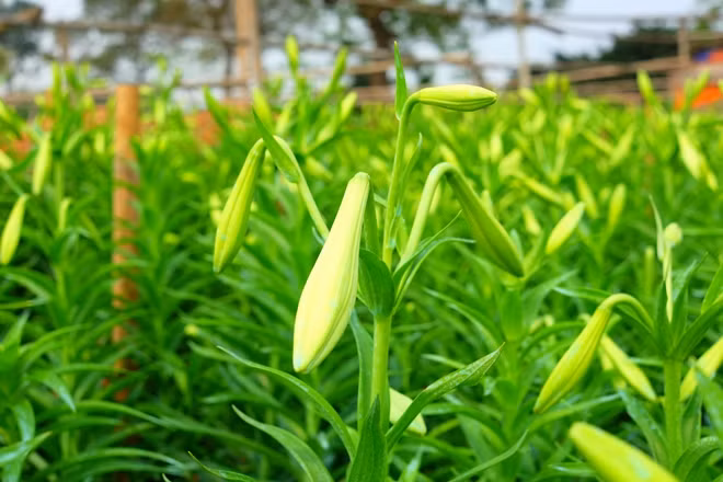 Những ngón tay thon của tháng Tư đón gió mát mùa hè ảnh 6