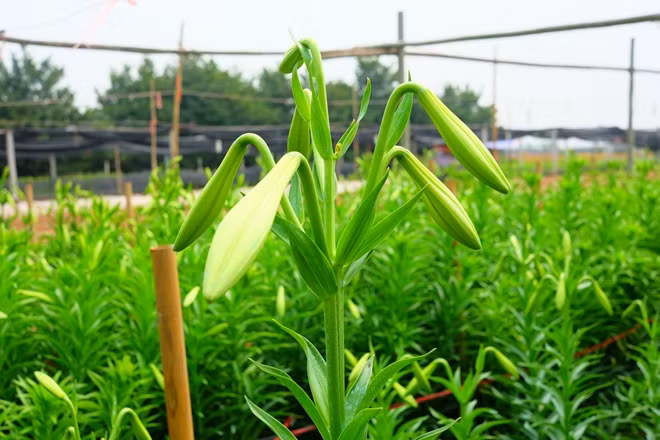 Những ngón tay thon của tháng Tư đón gió mát mùa hè ảnh 8