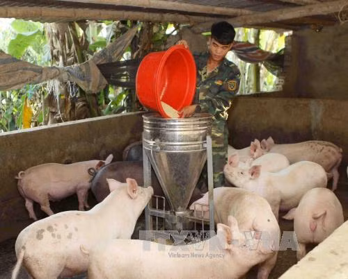 Thanh Hóa: Thu mua lợn sữa, lợn thịt cho người chăn nuôi ảnh 1