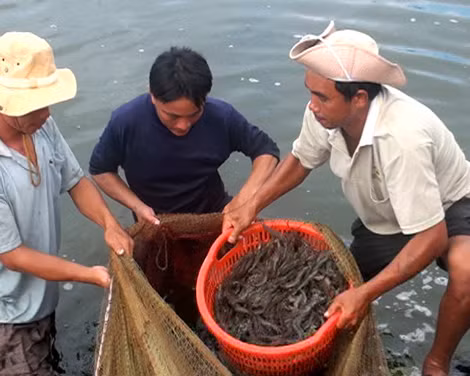 Vụ thương lái Trung Quốc thu mua tôm: DN trong nước lao đao ảnh 1