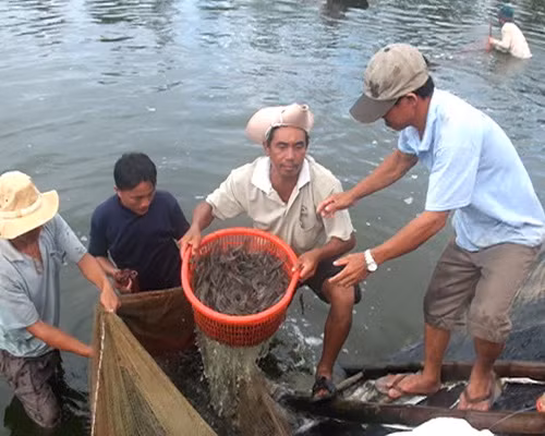 Mỹ hủy vụ kiện chống tôm Việt Nam ảnh 1