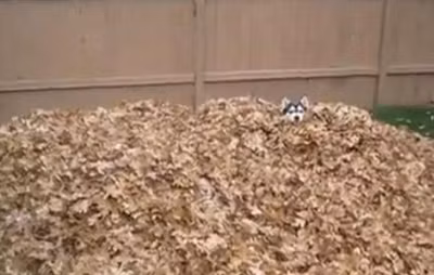 Chú chó Husky thích thú 'ngụp lặn' trong lá khô ảnh 1