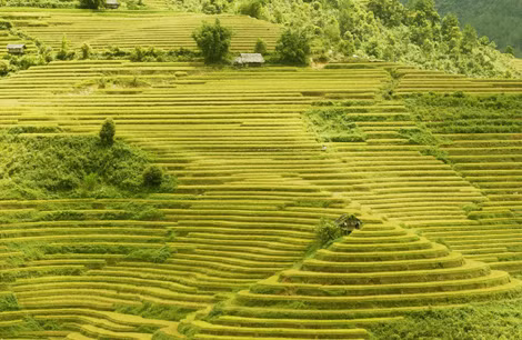 Độc đáo lễ hội ruộng bậc thang Mù Cang Chải ảnh 1