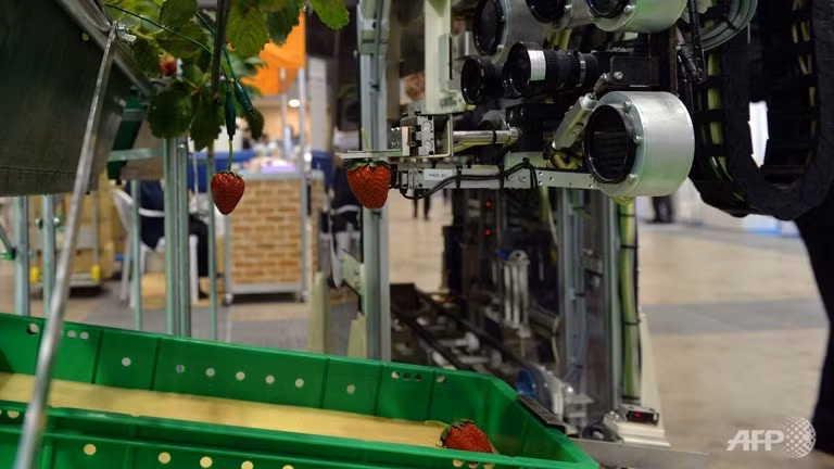 Nhật trình làng robot thu hoạch dâu tây ảnh 1