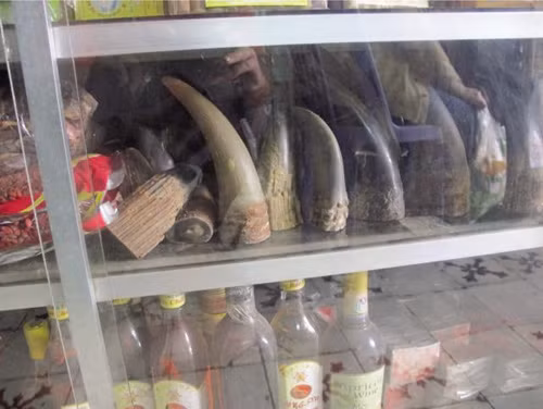 Sừng tê giác có thể mang độc tố ảnh 1