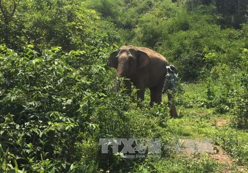 Buôn Đôn: Voi rừng liên tục tấn công voi nhà ảnh 1