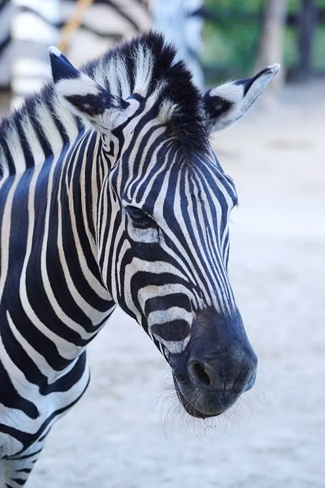Khám phá 'Thế giới tinh nghịch' của muông thú ở Wanpi Safari ảnh 15