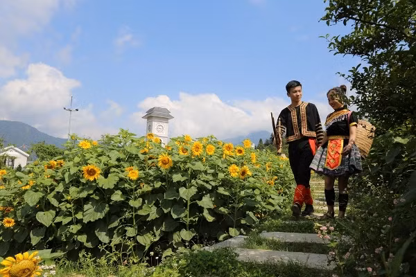 Lạc bước chẳng muốn về ở đồi hoa hướng dương khổng lồ tại chân núi Fansipan ảnh 2
