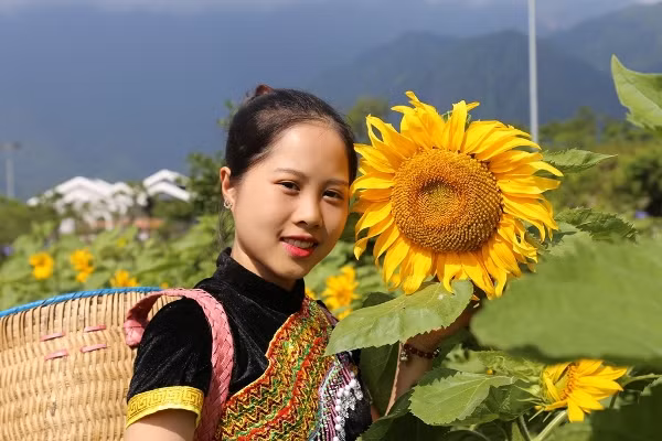 Lạc bước chẳng muốn về ở đồi hoa hướng dương khổng lồ tại chân núi Fansipan ảnh 1