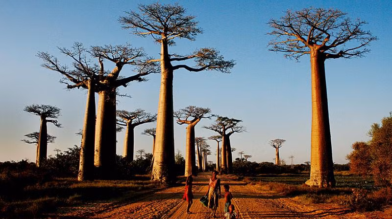 Cây baobab biểu tượng của châu Phi chết hàng loạt ảnh 1