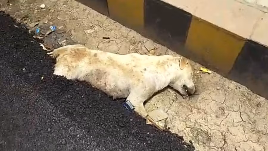 Người dân Ấn Độ phẫn nộ vì hình ảnh chú chó bị chôn sống trong nhựa đường ảnh 1