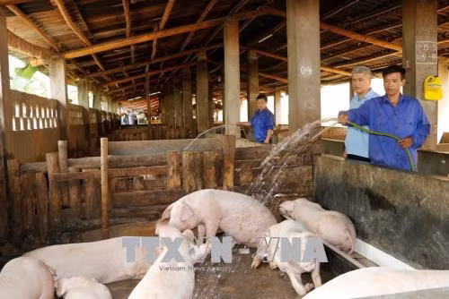 Cuộc sống trên đảo cai nghiện giữa lòng hồ Thác Bà ảnh 3