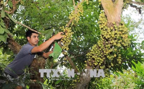  Ngọt ngon vị dâu xứ Truồi ảnh 1